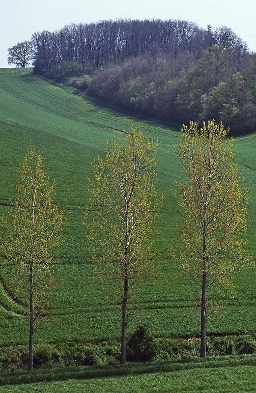 WT 2500 315-37 France 92.jpg